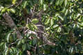 Dusky Eagle-Owl Ketupa coromanda klossii