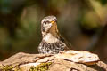 Dusky Thrush Turdus eunomus