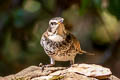 Dusky Thrush Turdus eunomus