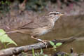 Dusky Warbler Phylloscopus fuscatus fuscatus