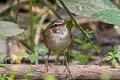 Dusky Warbler Phylloscopus fuscatus fuscatus