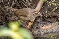 Dusky Warbler Phylloscopus fuscatus fuscatus