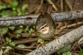 Dusky Warbler Phylloscopus fuscatus fuscatus