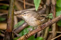 Dusky Warbler Phylloscopus fuscatus fuscatus