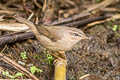 Dusky Warbler Phylloscopus fuscatus fuscatus