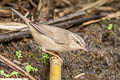 Dusky Warbler Phylloscopus fuscatus fuscatus