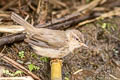 Dusky Warbler Phylloscopus fuscatus fuscatus