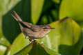 Dusky Warbler Phylloscopus fuscatus fuscatus