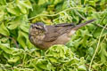 Dusky Warbler Phylloscopus fuscatus fuscatus