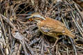 Eared Pitta Hydrornis phayrei