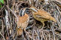 Eared Pitta Hydrornis phayrei