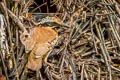 Eared Pitta Hydrornis phayrei