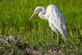 Eastern Great Egret Ardea alba modesta