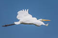 Eastern Great Egret Ardea alba modesta