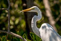 Eastern Great Egret Ardea alba modesta