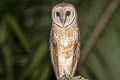 Eastern Barn Owl Tyto javanica javanica