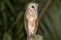 Eastern Barn Owl Tyto javanica javanica