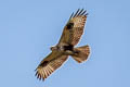 Eastern Buzzard Buteo japonicus 