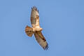 Eastern Buzzard Buteo japonicus 