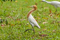 Eastern Cattle Egret Ardea coromandus