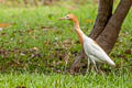 Eastern Cattle Egret Bubulcus coromandus