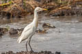 Eastern Cattle Egret Ardea coromandus