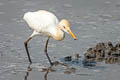 Eastern Cattle Egret Ardea coromandus
