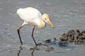 Eastern Cattle Egret Bubulcus coromandus