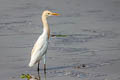 Eastern Cattle Egret Bubulcus coromandus