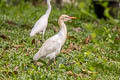 Eastern Cattle Egret Ardea coromandus