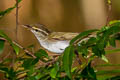 Eastern Crowned Warbler Phylloscopus coronatus 