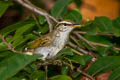 Eastern Crowned Warbler Phylloscopus coronatus 