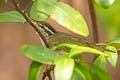 Eastern Crowned Warbler Phylloscopus coronatus 