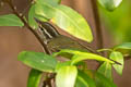 Eastern Crowned Warbler Phylloscopus coronatus 