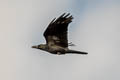 Eastern Jungle Crow Corvus levaillantii