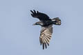 Eastern Jungle Crow Corvus levaillantii