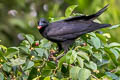 Eastern Jungle Crow Corvus levaillantii