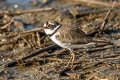 Eastern Little Ringed Plover Charadrius dubius jerdoni