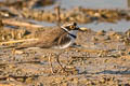 Eastern Little Ringed Plover Charadrius dubius jerdoni