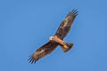 Eastern Marsh Harrier Circus spilonotus