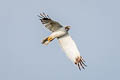 Eastern Marsh Harrier Circus spilonotus