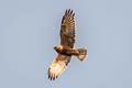 Eastern Marsh Harrier Circus spilonotus