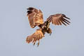 Eastern Marsh Harrier Circus spilonotus