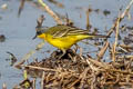 Eastern Yellow Wagtail Motacilla tschutschensis macroynx