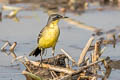 Eastern Yellow Wagtail Motacilla tschutschensis ssp.