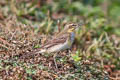 Eastern Yellow Wagtail Motacilla tschutschensis tschutschensis