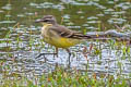 Eastern Yellow Wagtail Motacilla tschutschensis tschutschensis