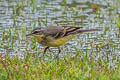 Eastern Yellow Wagtail Motacilla tschutschensis tschutschensis