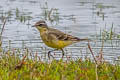 Eastern Yellow Wagtail Motacilla tschutschensis tschutschensis