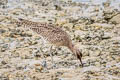 Eurasian Whimbrel Numenius phaeopus variegatus